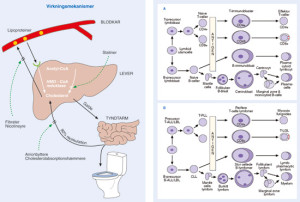Figur 1  Figurer fra boken. Gjengitt med tillatelse