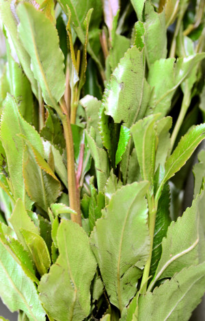 Illustrasjonsfoto: mtcurado/iStock