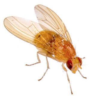 Illustrasjon: NERYX/iStock