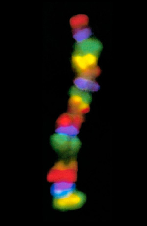 Kromosomal regnbue, flourescensmikrofotografi. Illustrasjonsfoto: Science Photo Library / NTB