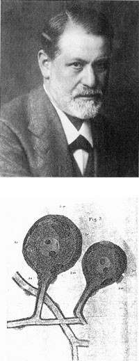 Figur 5  Sigmund Freud. Hans egen illustrasjon av anastomoser mellom nervefibrer. Dette ble senere tilbakevist av Cajal (8)