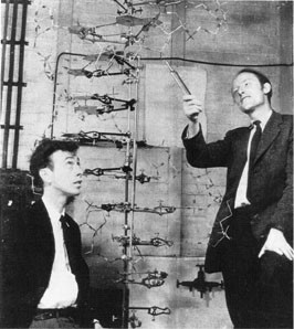 Figur 6  James Watson med Francis Crick, med sin DNA-modell i 1953 (14)