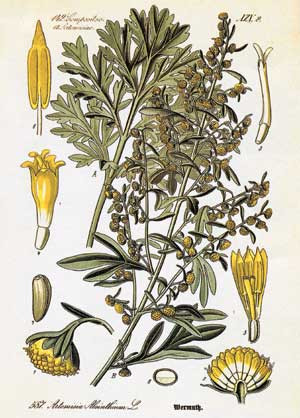 Figur 2  Malurt (Artemisia absinthium) er en viktig komponent i absint. Originalen finnes i vitenskapsakademiet i California&hellip;