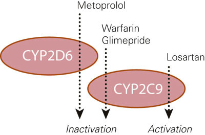 Figure 2 Schematic presentation of the CYP metabolism that was strongly reduced in our patient