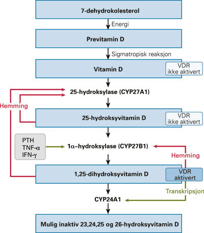 Figur 1  Vitamin D-metabolismen. Det har v&aelig;rt antatt at sollys er helt n&oslash;dvendig for omdanning av 7-dehydrokolesterol til&hellip;
