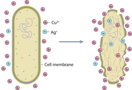 Figure 1  Positively charged ions such as silver (Ag+) and copper (Cu2+) are attracted to the negatively charged cell walls&hellip;