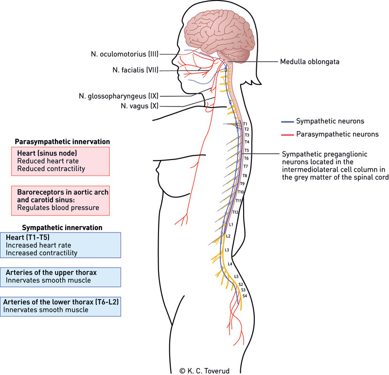 Figure 1  The parasympathetic and sympathetic innervation of the heart will respectively reduce and increase the heart rate&hellip;