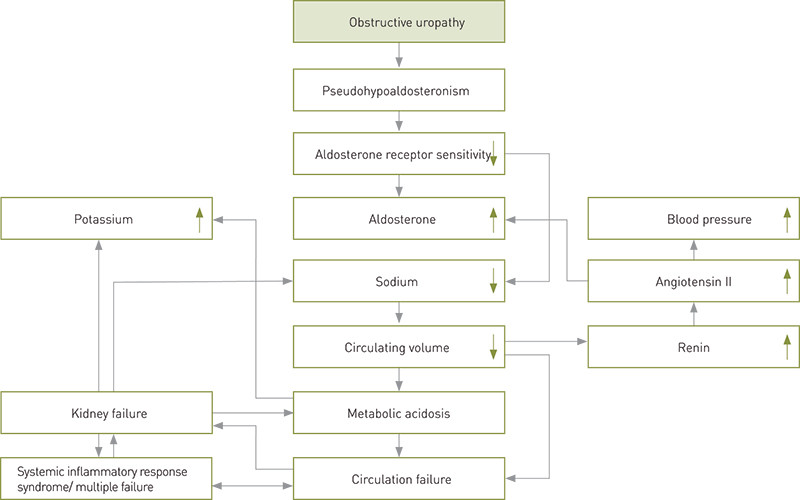Figure 2  Pathophysiology in obstructive uropathy. The figure is based on Paal H.H. Lindenskov&rsquo;s layout