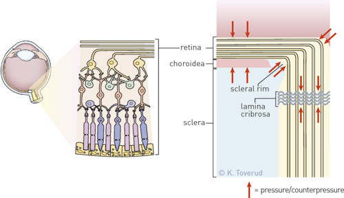 The retinal fibres are compressed during systole, at the same time as the lamina cribrosa with nerve fibres undergo&hellip;