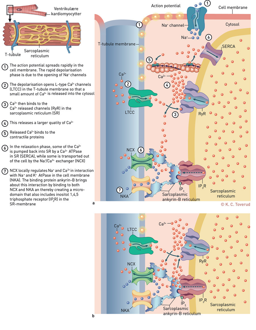 Figure 1 a) Schematic diagram of the dyad and excitation-contraction coupling in ventricular cardiomyocytes. Solid arrows&hellip;