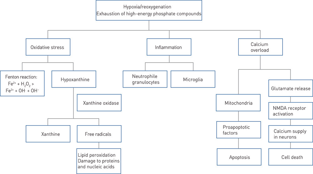 Figure 2  Schematic presentation of some of the mechanisms underlying neurological damage after perinatal asphyxia. During&hellip;