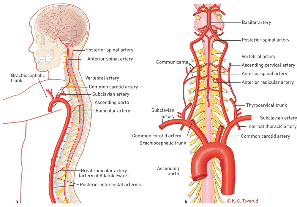 Figure 4  a) An overview of the blood supply to the spine in the sagittal plane and b) the cervical part of the anterior&hellip;