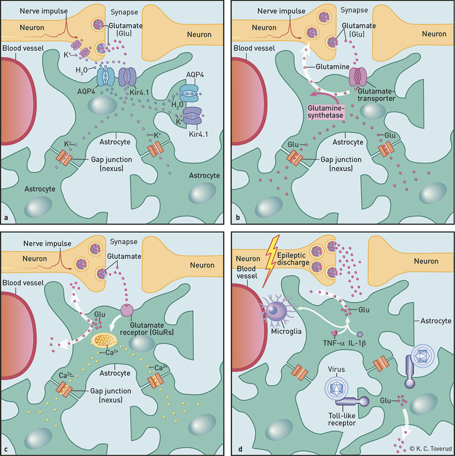 Figure 1  Astrocyte functions relevant to epilepsy. a) Potassium and water balance. Potassium is released during synaptic&hellip;