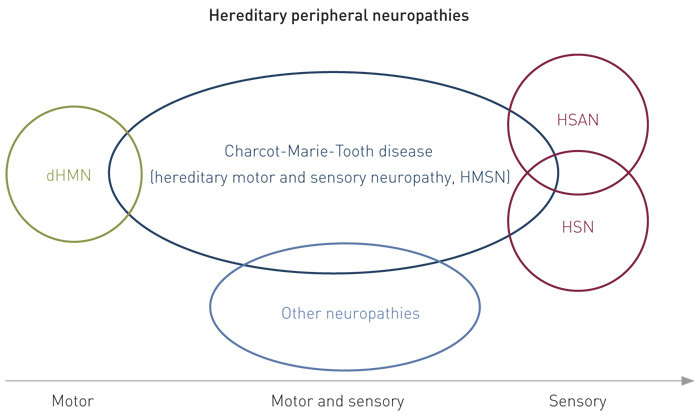 Figure 1  Different groups of hereditary peripheral neuropathies have overlapping phenotypes. dHMN = distal hereditary motor&hellip;