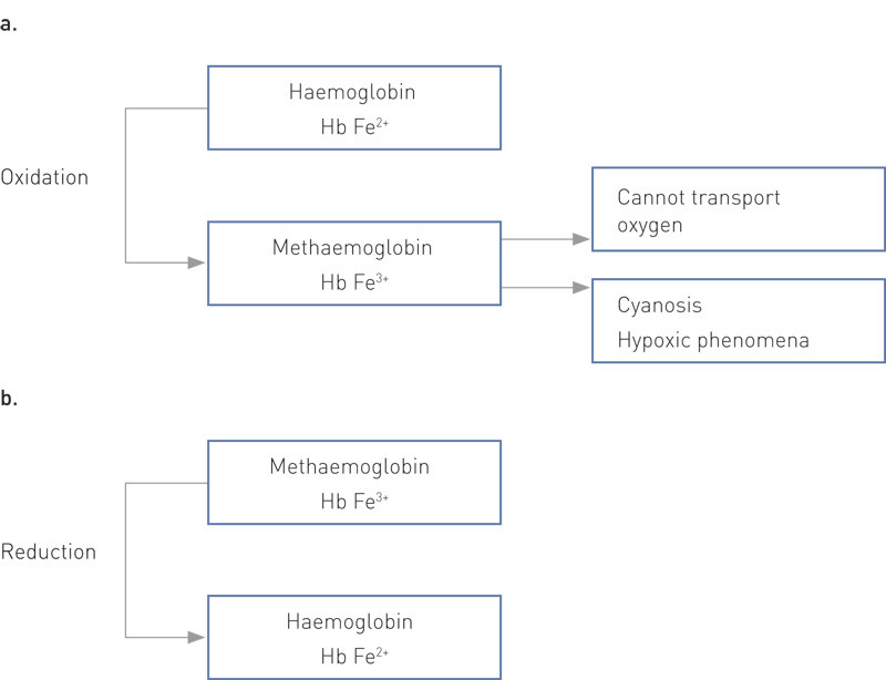 Figure 3  a. In normal haemoglobin, iron is thought to be in its divalent form (Fe2+). The oxidised form of haemoglobin is&hellip;