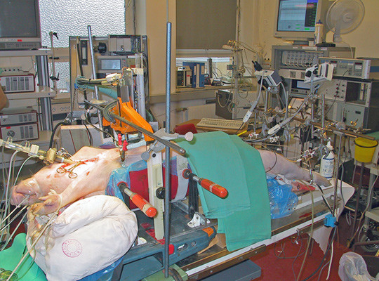 Pig on the operating table at the Institute for Experimentel Medical Research at Ullev&aring;l hospital in about year 2000. This&hellip;
