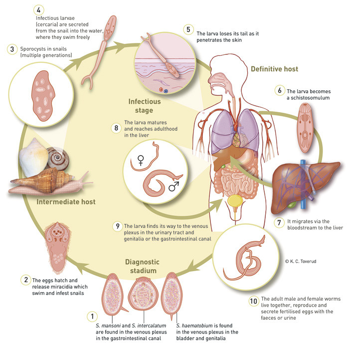 Figure 1  The life cycle of the schistosoma parasite
