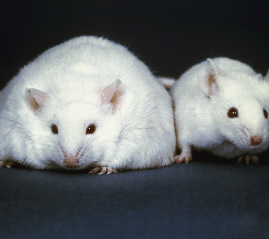 Illustrasjonsfoto: Science Photo Library