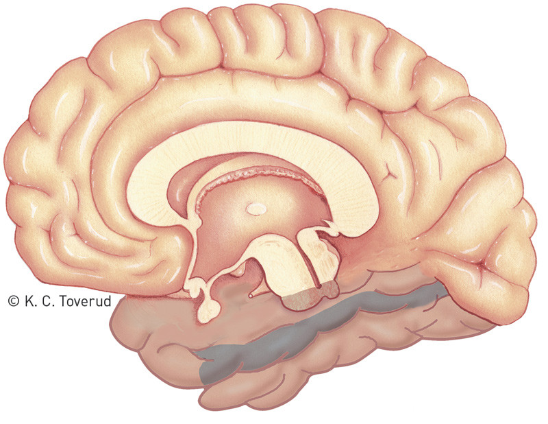 Figure 4  Medial view of the right hemisphere, with the fusiform gyrus of the temporal lobe marked in blue. Functional MRI&hellip;