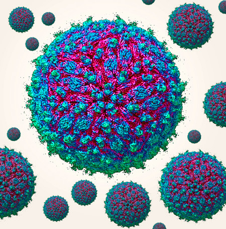 Molekyl&aelig;r modell av zikaviruspartikler. Foto: Science Photo Library