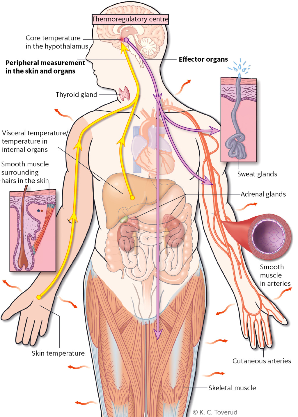 Figure 1 The hypothalamus sends signals to arterial smooth muscle, the sweat glands, smooth muscle surrounding hairs in the&hellip;