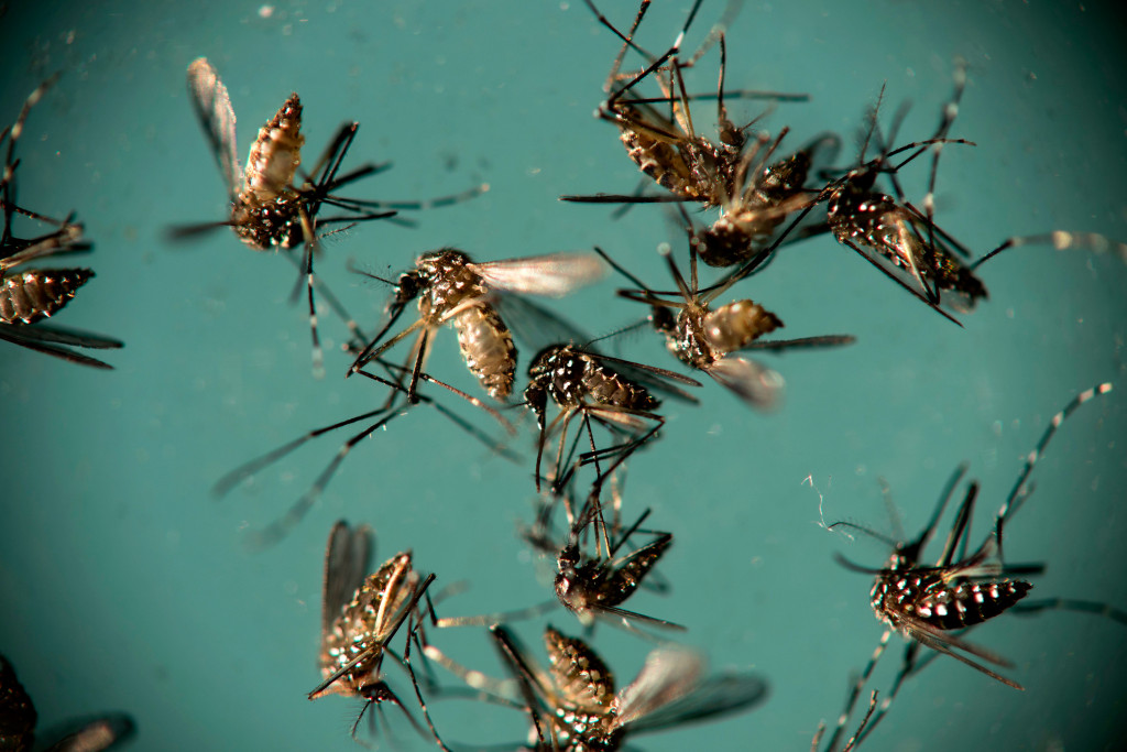 Aedes aegypti mosquitoes. Photo: AP/Felipe Dana/NTB scanpix