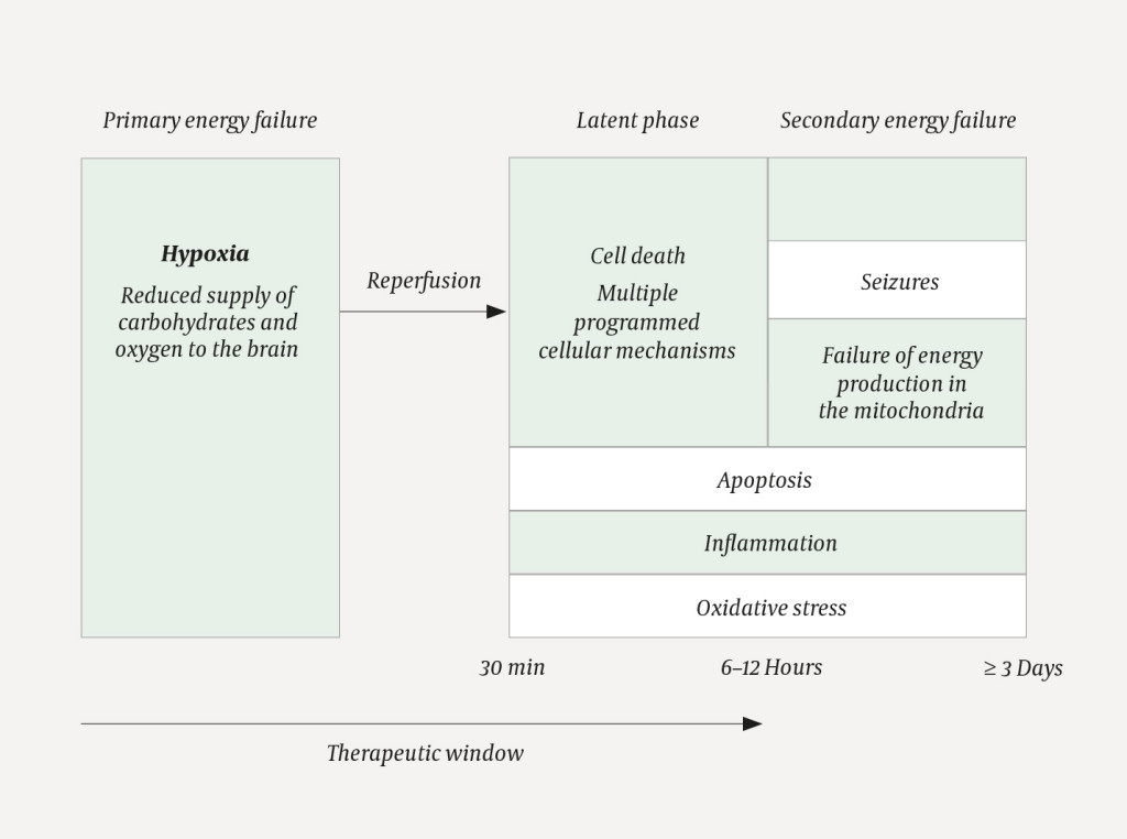 Figure 1 The metabolic phases following perinatal asphyxia (8). In the primary phase, a failure of energy supply to the&hellip;