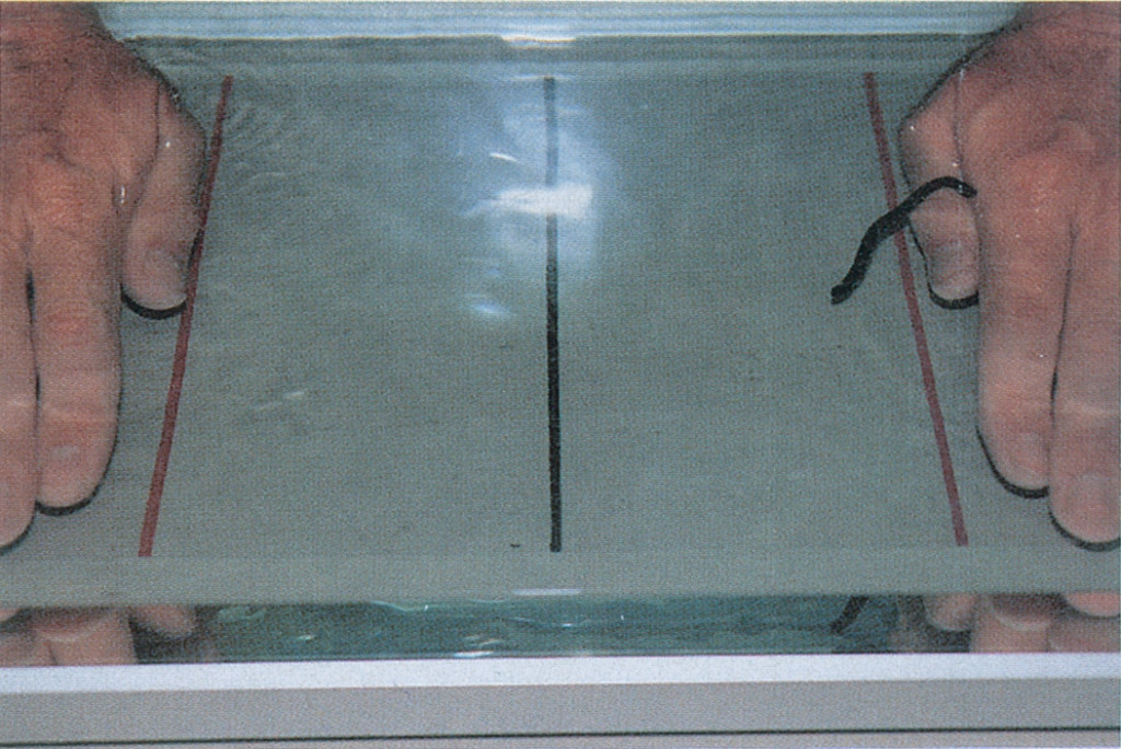 Figur 9 Ogs&aring; i fors&oslash;kets andre del ble iglene sluppet ut i akvariet ved midtstreken. De skulle s&aring; velge mellom h&aring;nden med&hellip;