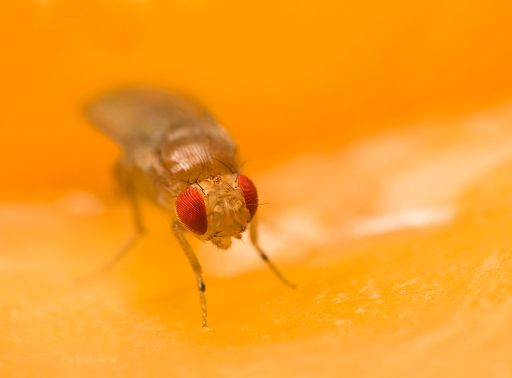 Bananfluer ble brukt i forskning p&aring; autofagi. Illustrasjonsfoto: janeff/iStock