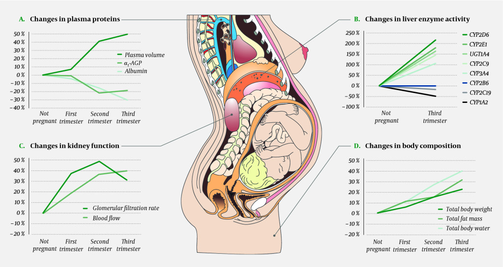 Figure 1 Some key physiological changes in pregnant women that affect the absorption, distribution, metabolism and excretion&hellip;