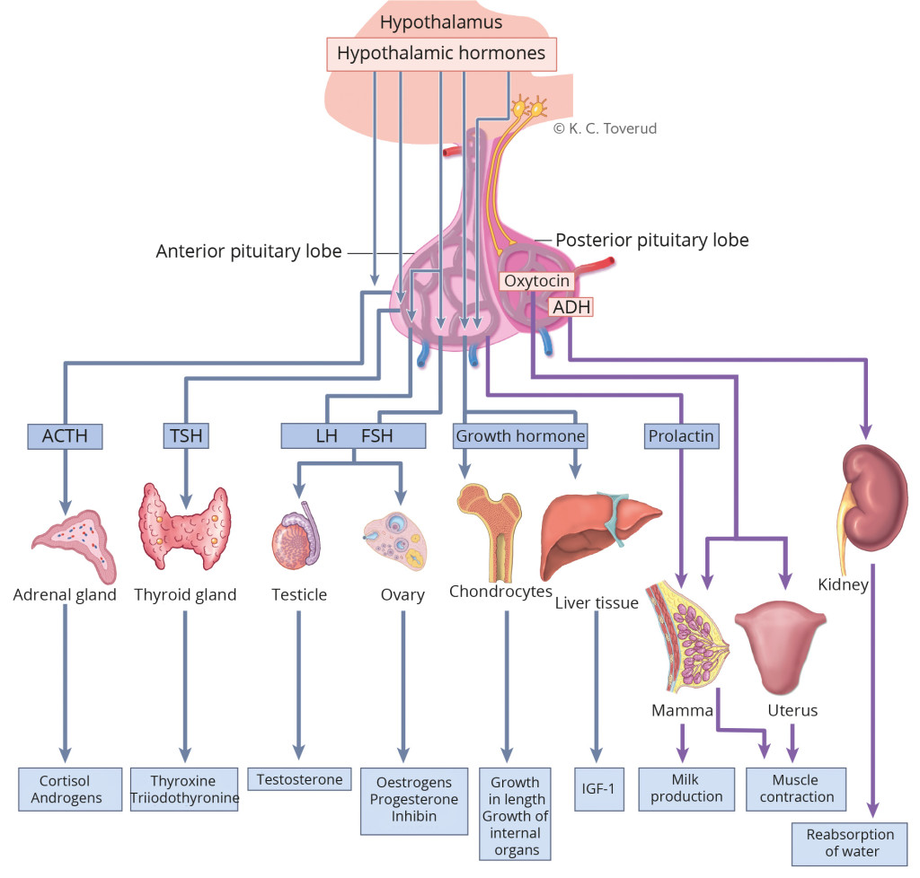 Figure 1 Hormone axes of the pituitary gland