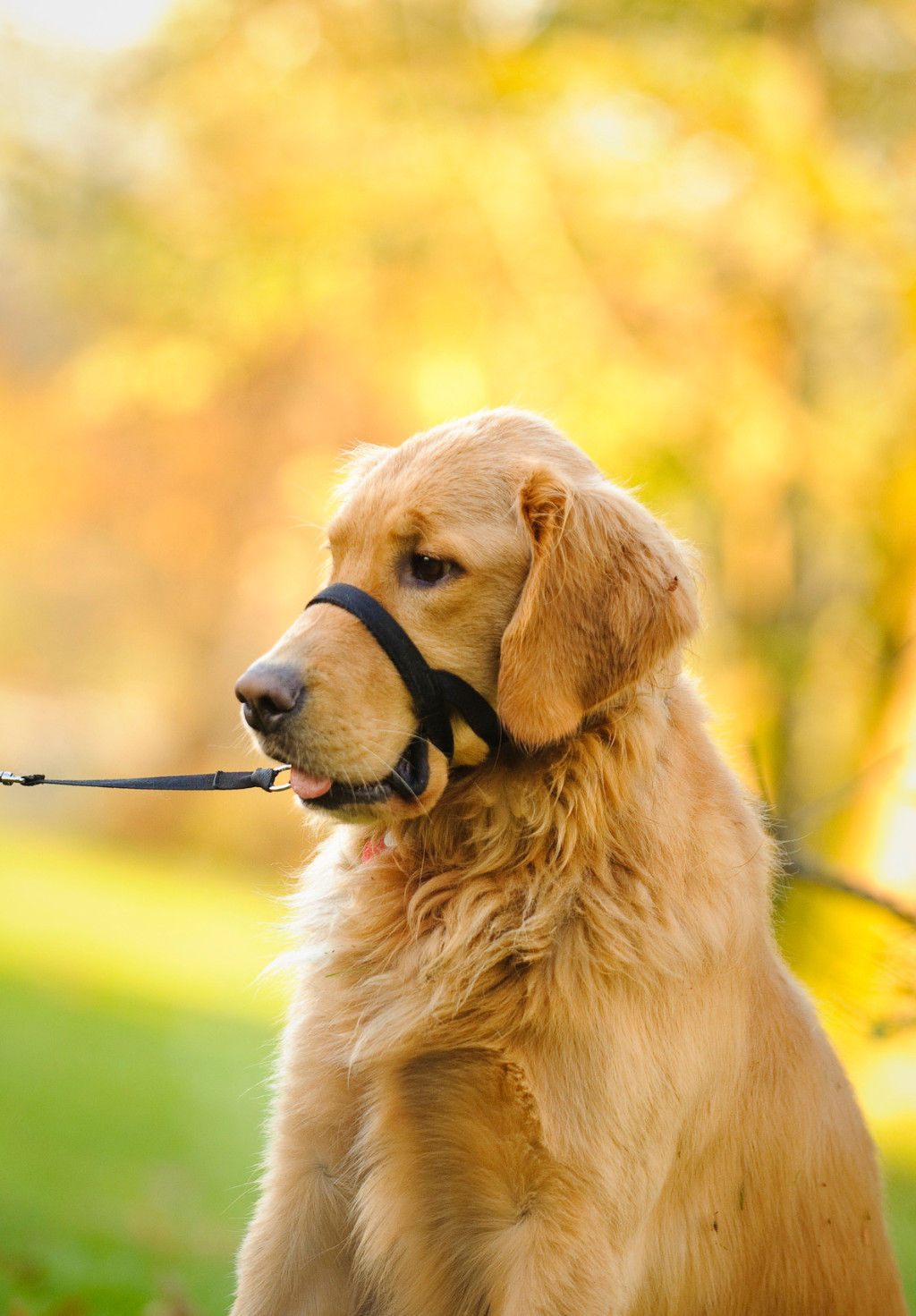 Figur 2 Nesegrime. Foto: horsesdogscats/iStock.