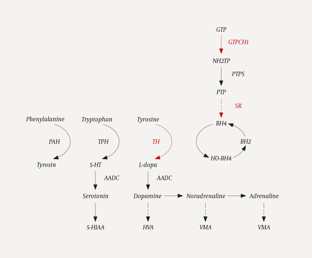 Figure 2 The figure shows the pathways by which dopamine and serotonin are synthesised, and the various enzymes and&hellip;