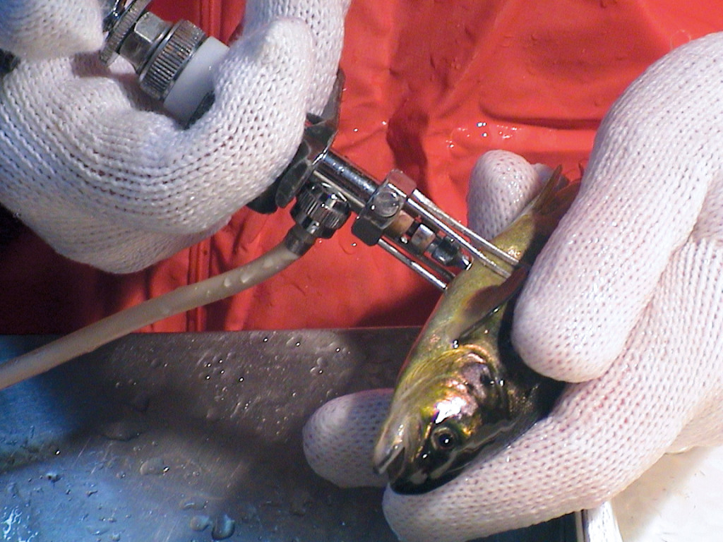 Figure 3 Manual vaccination of salmon. Photo: Pharmaq