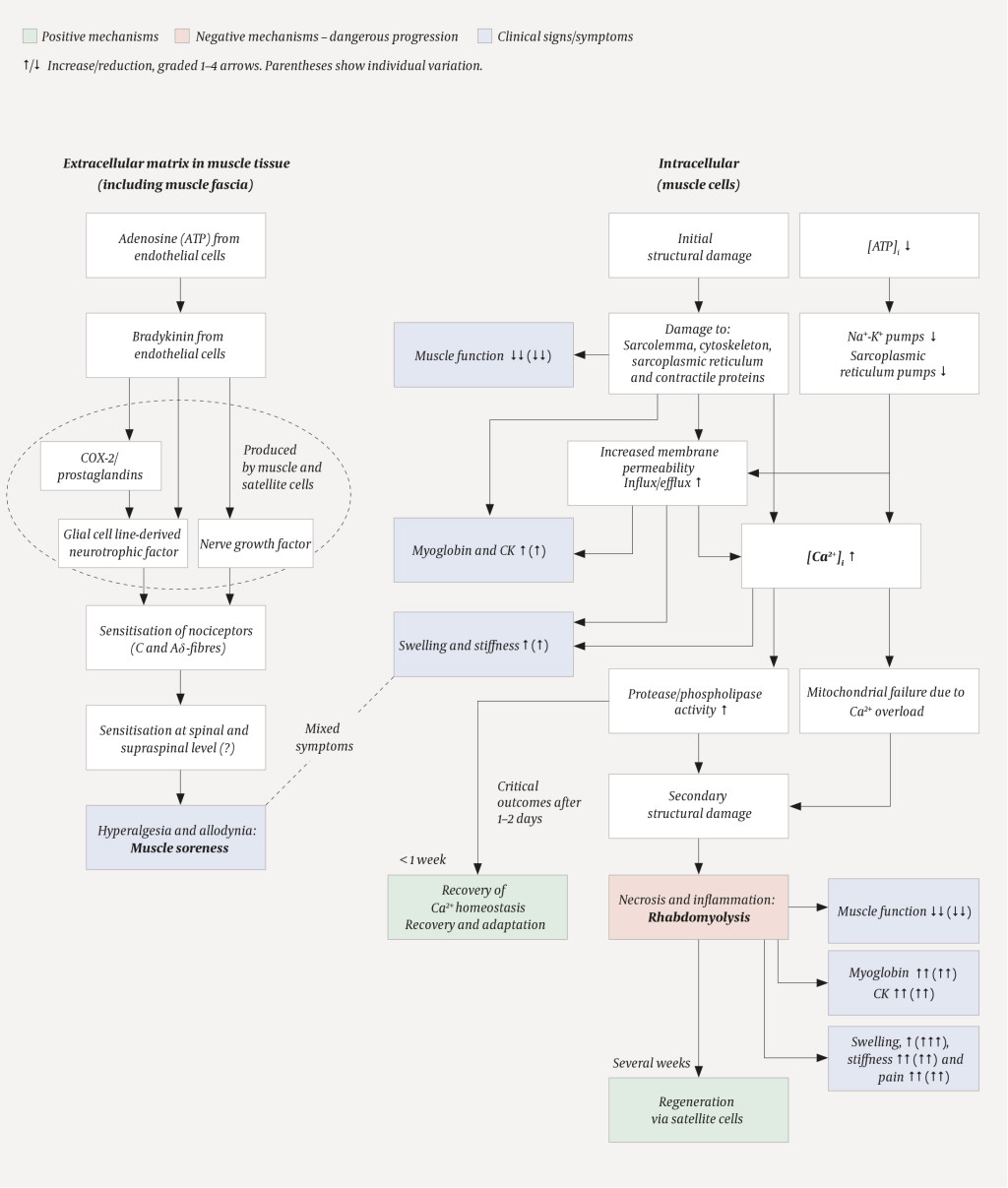 Figure 1 Schematic showing the putative course of events in muscle soreness and activity-induced rhabdomyolysis (2, 3, 5, 21&hellip;