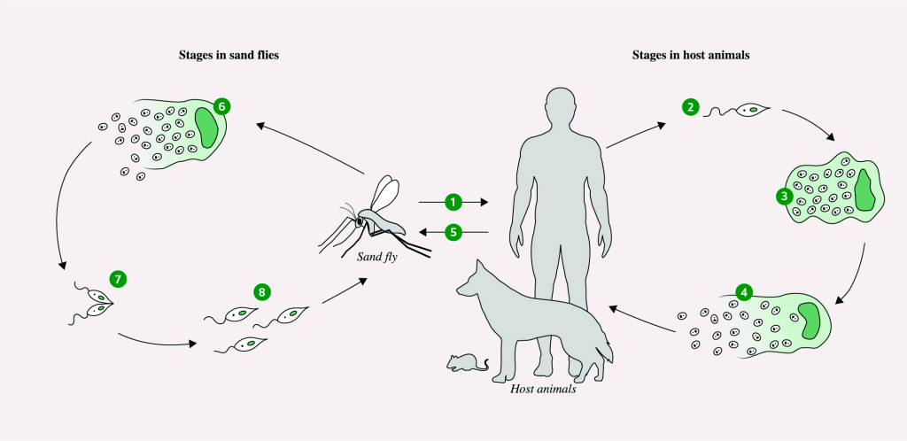 Figure 2 The life cycle of the Leishmania parasite 1) Bite from an infected sand fly transmits the Leishmania parasite to&hellip;