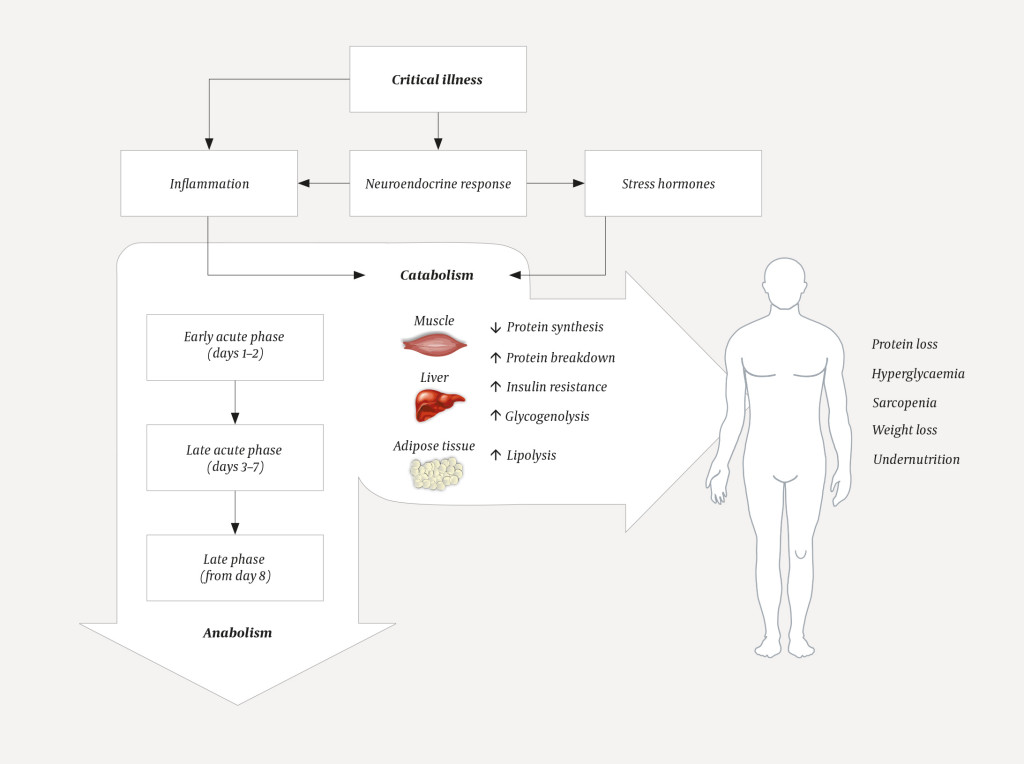 Figure 1 Critical illness gives rise to a neuroendocrine and inflammatory response that initiates a variety of metabolic&hellip;