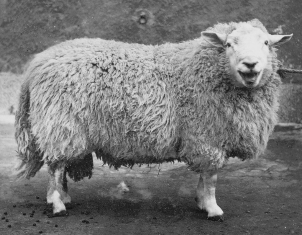 Illustrasjonsfoto: Landbruksdepartementets film- og billedkontor / Nasjonalbiblioteket