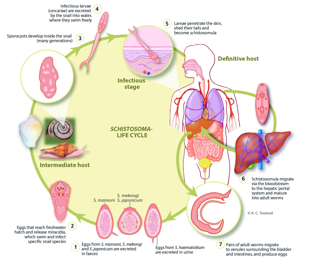 Figure 1 Life cycle of the Schistosoma parasite.