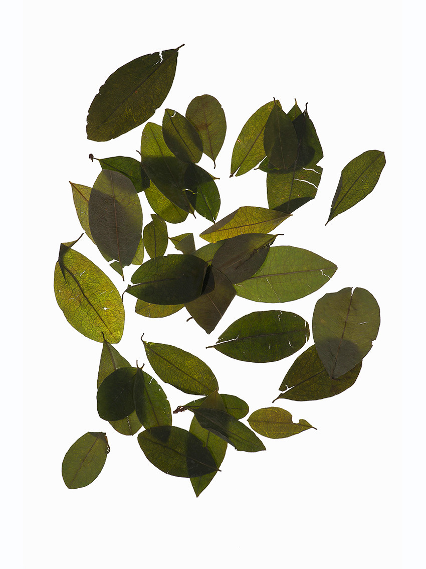 Figur 1 T&oslash;rkede blader fra kokabusken, Erythroxylum coca. Foto: Laurange/NTB.