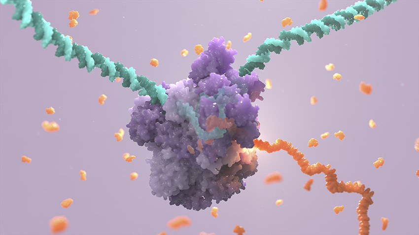 RNA-polymerase II-protein (lilla) som transkriberer en mRNA-tr&aring;d (oransje) fra en DNA-sekvens (gr&oslash;nn). Illustrasjon: Science&hellip;