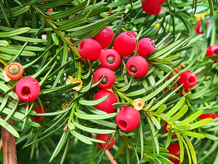 Figur 1 Barlind (Taxus baccata) kan bli opptil 2&nbsp;000&nbsp;&aring;r gammel. Hele planten er toksisk, med unntak av den r&oslash;de fr&oslash;kappen&hellip;