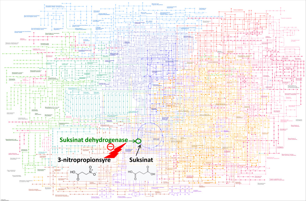 Figur 1 KEGG Metabolic pathways (2) presenterer de ulike biokjemiske reaksjonsrutene med sine tusenvis av metabolitter &hellip;
