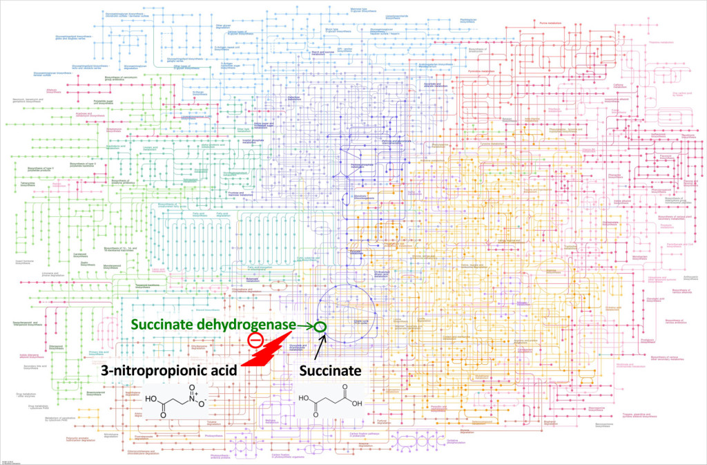 Figure 1 KEGG Metabolic pathways (2) presents the various biochemical reaction pathways with their thousands of metabolites &hellip;