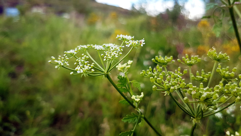 Figur 1 Giftkjeks. Foto: Gry Vibeke Bakken, Giftinformasjonen