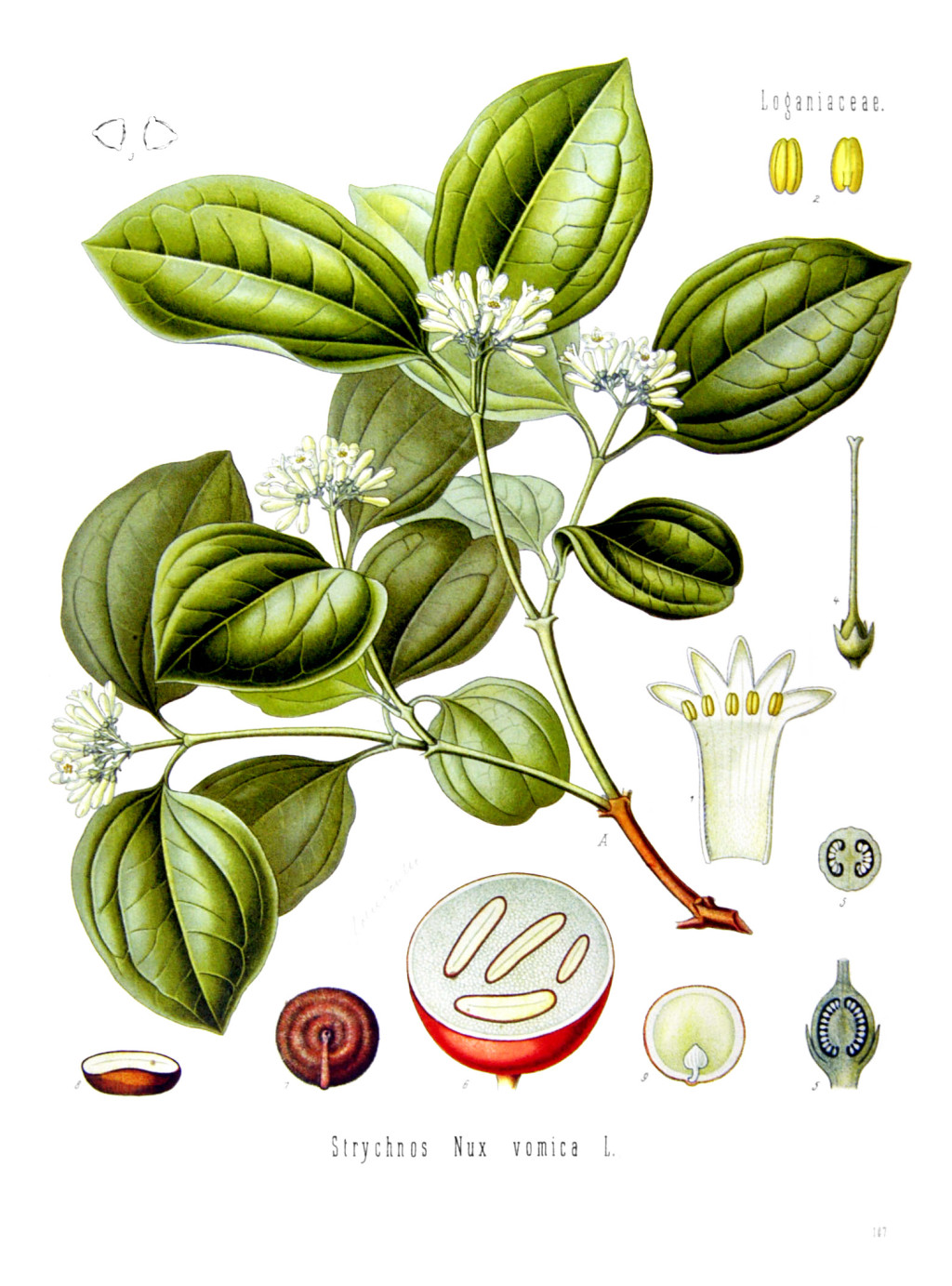 Figur 2 Illustrasjon av brekkn&oslash;ttetreet (Strychnos nux-vomica). Fra K&ouml;hler's Medizinal-Pflanzen in naturgetreuen Abbildungen&hellip;