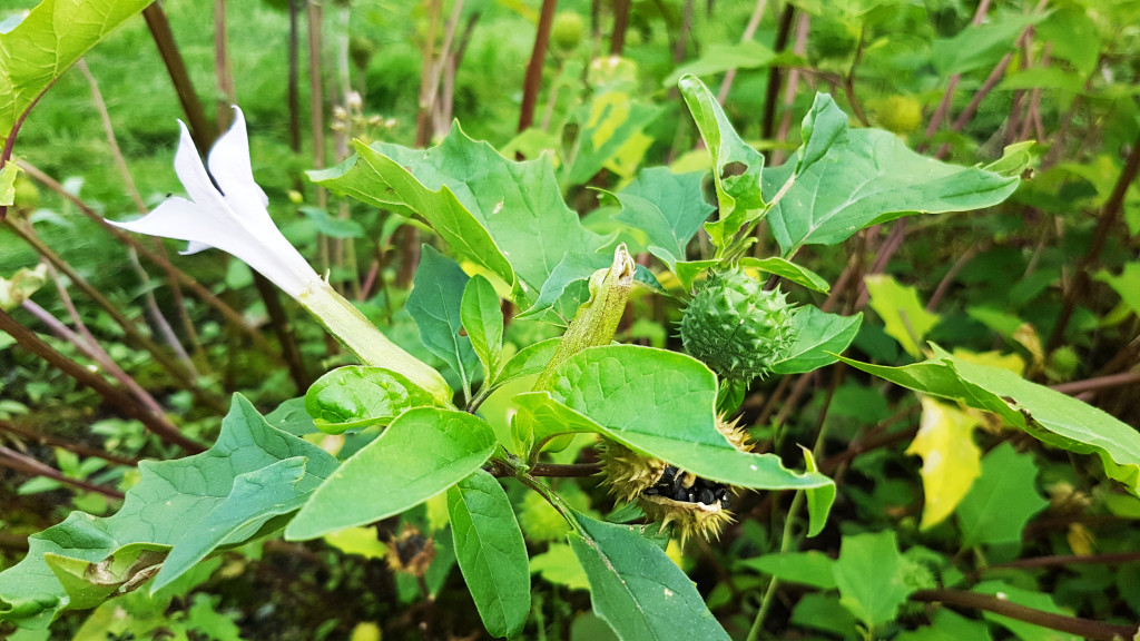 Figur 5 Piggeple (Datura stramonium). Foto: Gry Vibeke Bakken, Giftinformasjonen