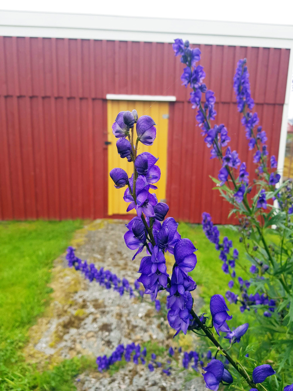 Figur 6 Art i hjelmslekten (Aconitum). Foto: Mette Ekeland, Giftinformasjonen