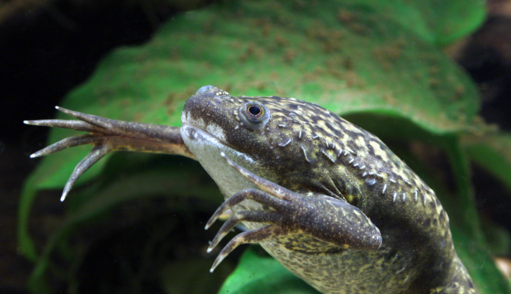 Illustrasjon: Holger Krisp / CC BY 3.0