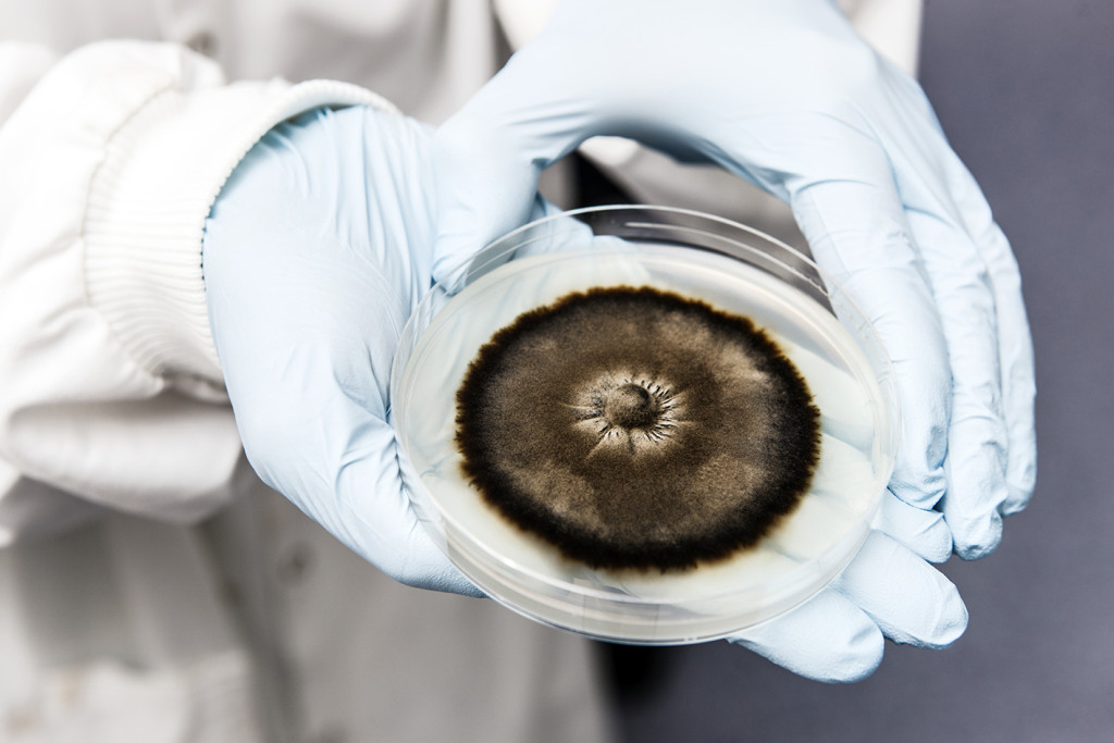 Penicillin. Foto: Science Photo Library / NTB